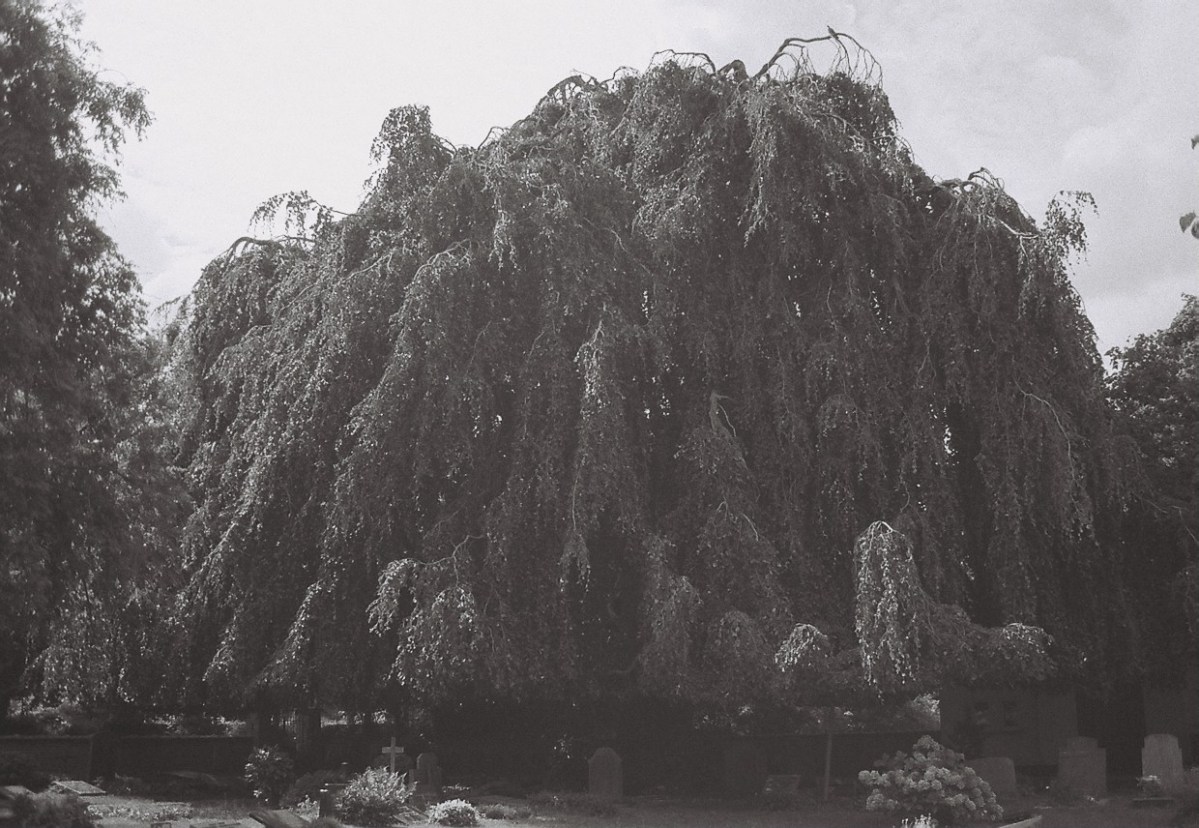 recept voor troost bij groot en klein&nbsp;verlies